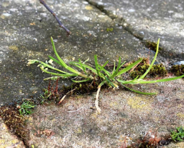 Wie man das lästige Unkraut im Garten loswird