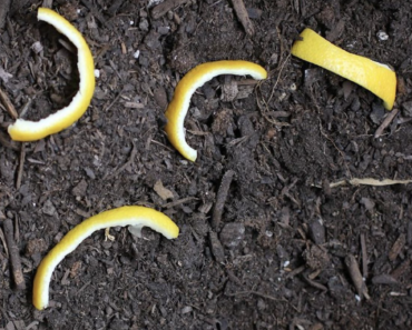 Sie legt Zitronenschalen in den Garten. Der Grund ist superschlau!