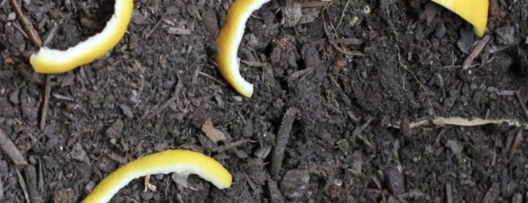 Sie legt Zitronenschalen in den Garten. Der Grund ist superschlau!