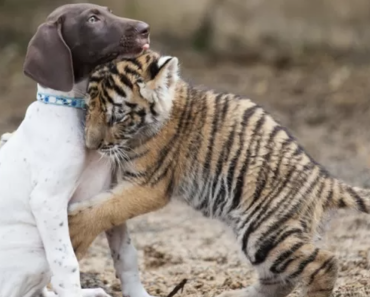 Tigerjunges von Mutter verstoßen, findet besten Freund in Welpen