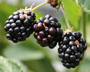 Das niederländische Voedingscentrum warnt vor dem Verzehr selbstgepflückter Brombeeren – äußerst wichtig!