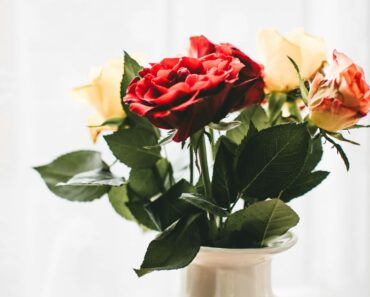 Blumenpflege: Tipps für längere Frische