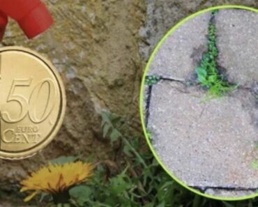 Mit nur 50 Cent wirst du Unkraut und Grünbelag in deinem Garten für immer los.