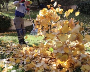 Tipps für eine Herbstgartenpflege ohne Konflikte