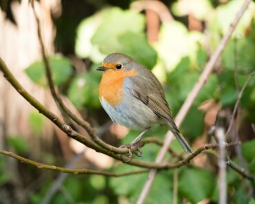 Gestalte deinen Garten vogelgerecht: Ein praktischer Leitfaden