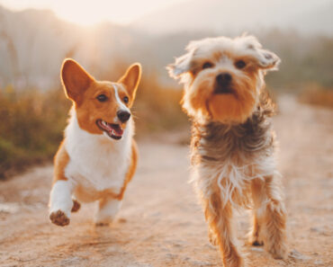 Die Frage der Hundesteuer: Ist sie gerecht?