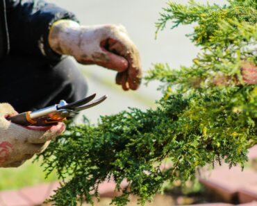 Warum Sie im Frühling mit dem Gärtnern warten sollten