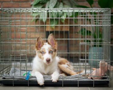 Wie Kalt Ist Zu Kalt Für Deinen Hund?